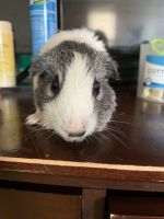 Alpaca Guinea Pig Rodents for sale in Paterson, NJ, USA. price: $25