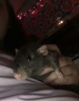 Alpine Woolly Rat Rodents Photos