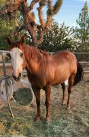 Alter Real Horses for sale in Arlington, VA, USA. price: $3,000