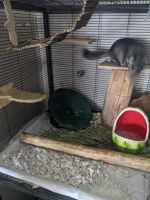 Altiplano Chinchilla Mouse Rodents Photos