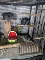 Altiplano Chinchilla Mouse Rodents for sale in South Lebanon, OH, USA. price: $250