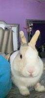 Amami Rabbit Rabbits for sale in Downey, CA, USA. price: $100