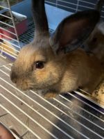 Amami Rabbit Rabbits for sale in Columbus, OH, USA. price: $20