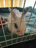 Amami Rabbit Rabbits for sale in Palm Bay, FL, USA. price: NA