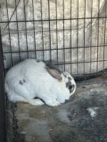 Amami Rabbit Rabbits for sale in Rialto, California. price: $100