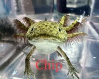 Amargosa Toad Amphibians Photos