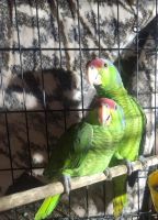 AmazonasAvesen venta en Tijuana, B.C., México. Precio: $2