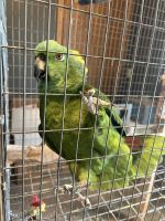 Amazon Birds for sale in Lincoln, Nebraska. price: $1,900