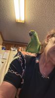 Amazon Birds for sale in Pikeville, TN 37367, USA. price: $800