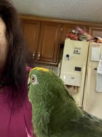 Amazon Birds for sale in Pikeville, TN 37367, USA. price: $1,000