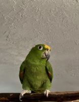 Amazon Parrot
