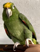 Amazon Parrot