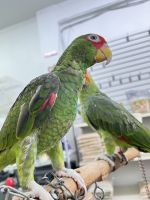 Hand Raised Mexican Red Head Parrots