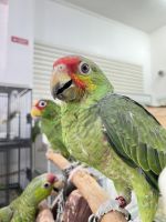 Hand Raised Mexican Red Head Parrots