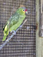 Amazon Birds for sale in Fort Myers, FL, USA. price: $1,000