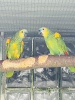 Amazona aestiva xanthopteryx 2025