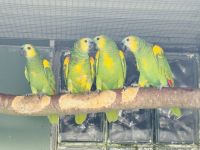 AmazonasVögelzu verkaufen in Haslev, Dänemark. Preis: 12,000 DKK