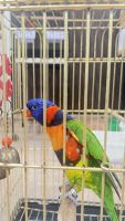 Amazon Birds for sale in Ash Shulah, Dammam Saudi Arabia. price: 1,500 SAR