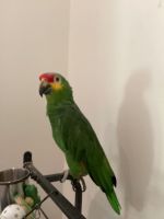 Amazon Bird | McDonough, Georgia