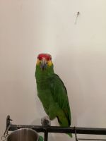 Amazon Bird For Rehoming - $2,300