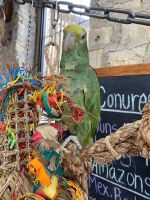 Amazon Birds for sale in Clarksburg, WV, USA. price: $400