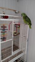 Amazon Birds for sale in Los Angeles, CA, USA. price: $500