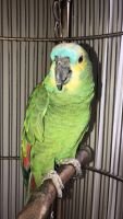 Amazon Birds for sale in Buford, GA, USA. price: $875