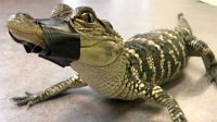 American Alligator Reptiles Photos
