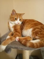 American Bobtail Cats for sale in Hills and Dales, San Antonio, TX 78255, USA. price: NA