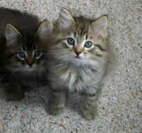 American Bobtail Cats for sale in Bakersfield, CA, USA. price: NA