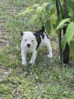 American Bulldog Puppies for sale in Citrus County, FL, USA. price: $1,200