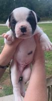 American Bulldog Puppies for sale in Hudson, FL 34669, USA. price: $1,500