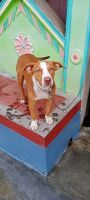American Bulldog Puppies for sale in Mysuru, Karnataka, India. price: 25000 INR