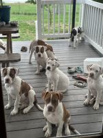 American Bulldog Puppies for sale in Burlington, NJ 08016, USA. price: $200