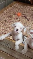 American Bulldog Puppies for sale in 136 Foreback Rd, Keyser, WV 26726, USA. price: $650