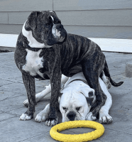 American Bulldog Puppies for sale in Strasburg, Colorado. price: $1,500