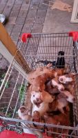 American Bulldog Puppies for sale in Hoppers Crossing, Victoria. price: $700