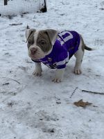 American Bulldog Puppies for sale in Fridley, Minnesota. price: $2,500