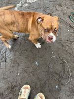 American Bulldog Puppies for sale in Troy, New York. price: $700