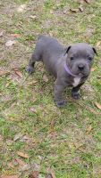 American Bulldog Puppies for sale in Trenton, Florida. price: $800