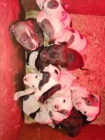 American Bulldog Puppies for sale in Hawkins, Texas. price: $250