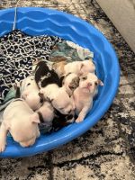 American Bulldog Puppies for sale in Houston, Texas. price: NA