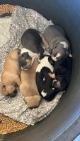American Bulldog Puppies for sale in Clayton, Oklahoma. price: $1,500
