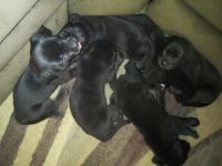 American Bulldog Puppies for sale in Syracuse, New York. price: $100