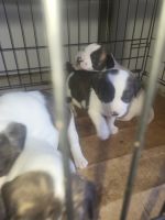 American Bulldog Puppies for sale in Chesapeake, Virginia. price: $275