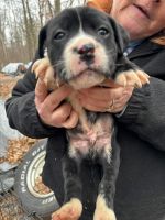 American Bulldog Puppies for sale in Alderson, West Virginia. price: $500