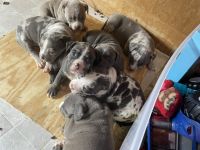 American Bulldog Puppies for sale in Minneapolis, Minnesota. price: $2,000