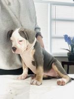 American Bulldog Puppies for sale in Jacksonville, Florida. price: $1,500