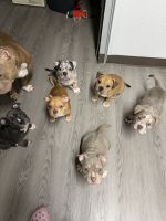 American Bulldog Puppies for sale in Pittsburg, California. price: $2,000