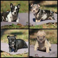 American Bulldog Puppies for sale in Mt Croghan, SC 29727, USA. price: $1,200